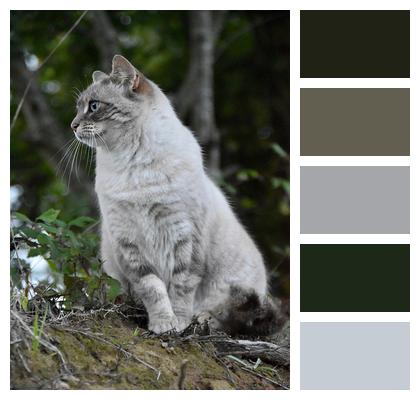 Stray Cat Nature Cat Image